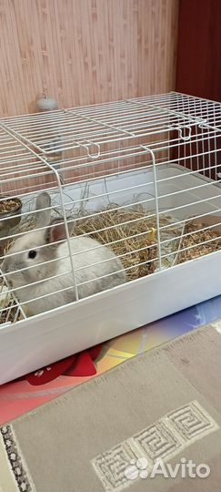Кролик декоративный с клеткой