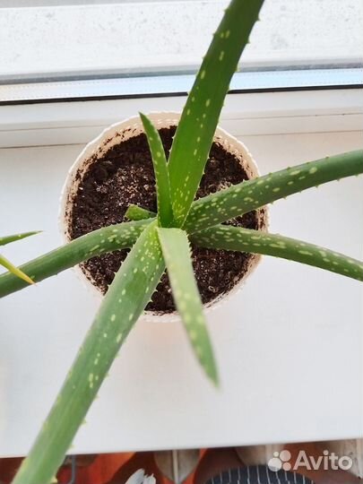 Алоэ Вера цветок