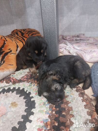 Тибетский мастиф щенки