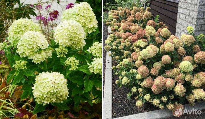 Гортензия крупнолистовая
