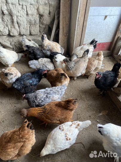 Домашние куры