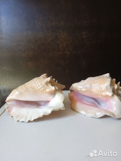 Ракушки. 1500р за шт