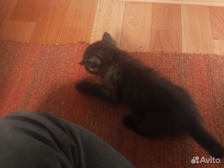 Котята без породы