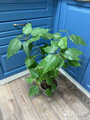 Фикус священный Эдем купить в Краснодаре | Товары для дома и дачи | Авито
