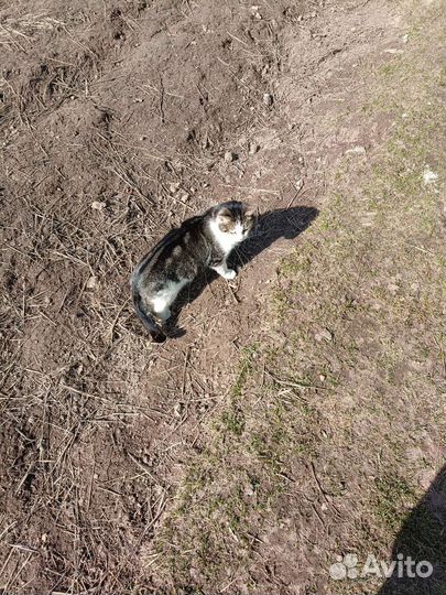 Котик в добрые руки