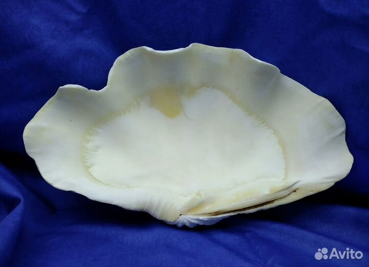 Морская ракушка раковина 34,8*20,3*10 половина