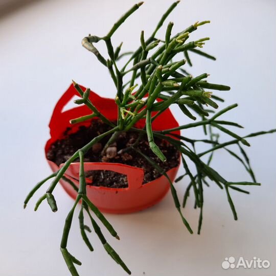 Кактусы и суккуленты детки