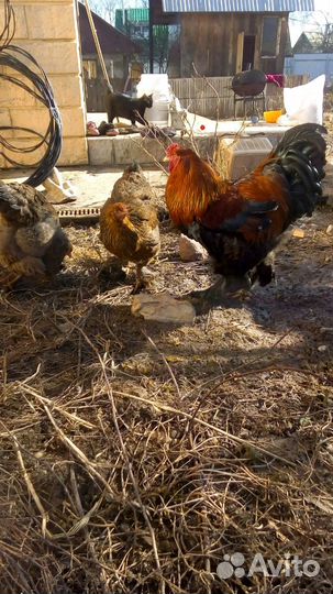 Шикарные чистые породы