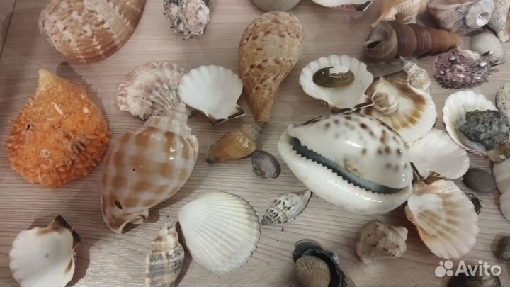Морские ракушки раковины