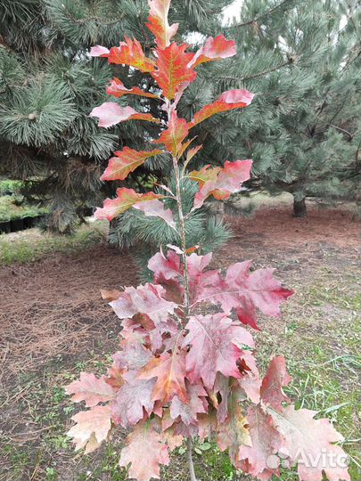 Дуб красный