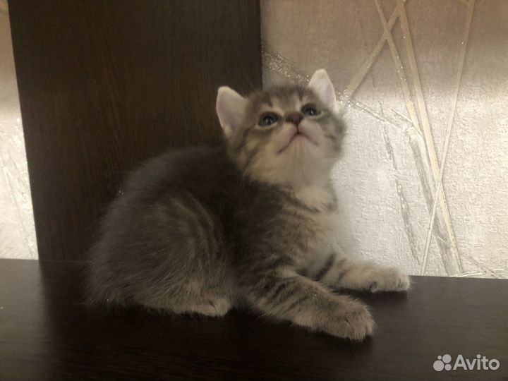 Котятки