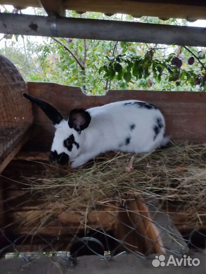 Кролики мясных пород шиншилла и белый панон