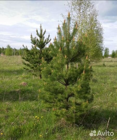 Саженцы сосна и берёза