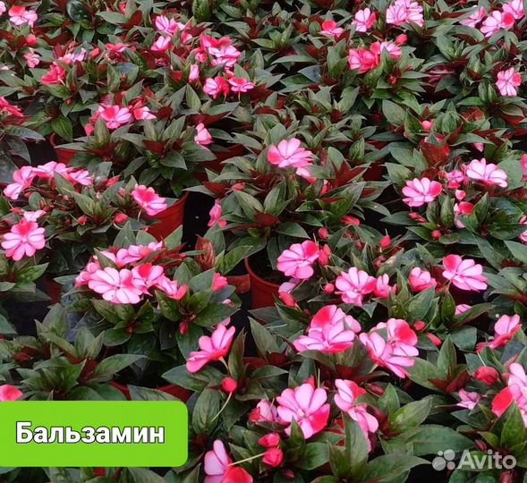 Многолетники садовые