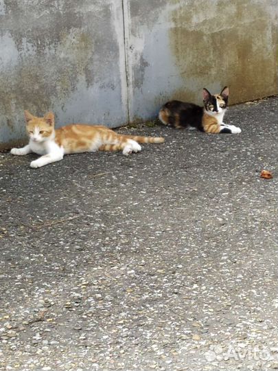 Котята в добрые руки бесплатно