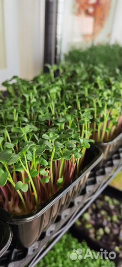 Микрозелень горошек, дайкон, горчица