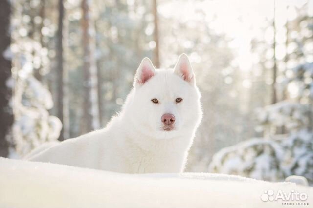 Экскурсии к хаски
