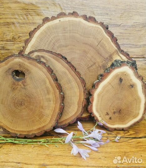 Спил дерева торцевой (дуб )