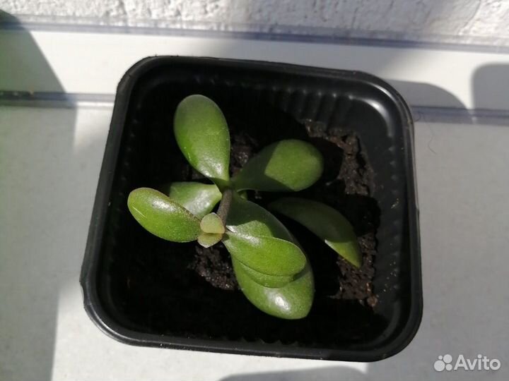 Толстянка (денежное дерево)