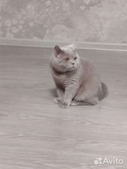 Британская