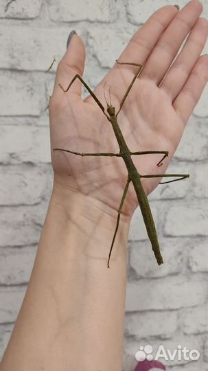 Аннамский палочник