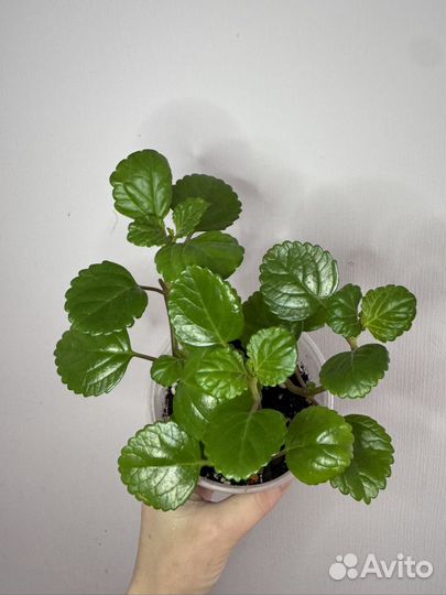 Разеве растения гинура/традесканции