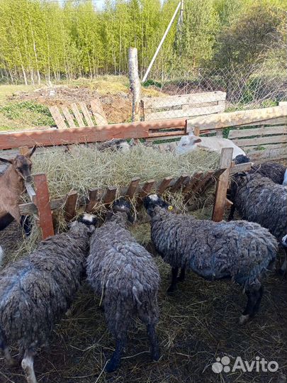 Овцы бараны ягнята