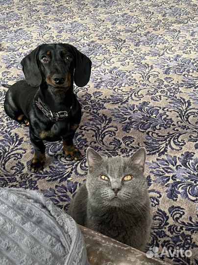 Такса. Вязка