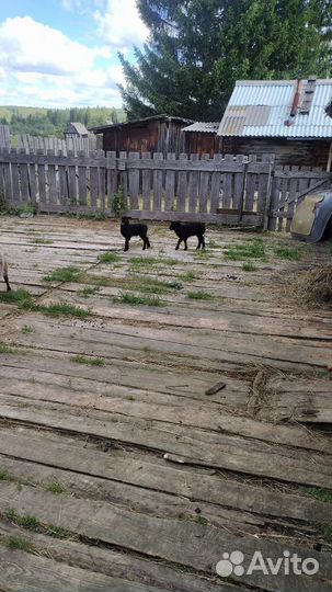 Бараны,овечки