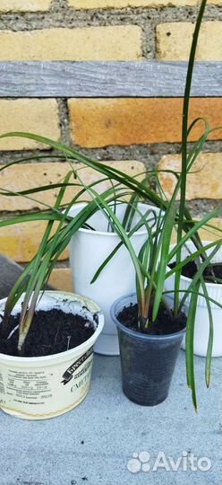 Зефирантес розовый