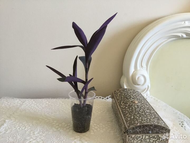 Традесканция Саткрезия пурпурная