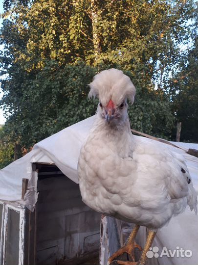 Куры молодки домашние