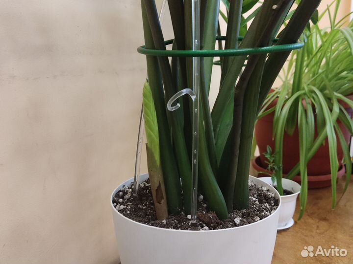 Замиокулькас