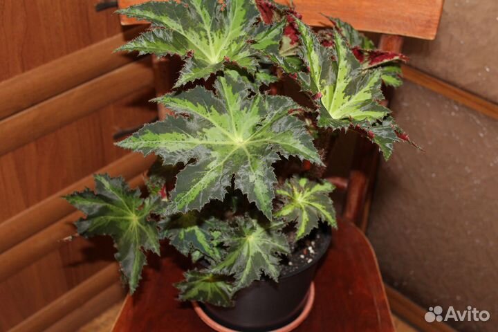 Продам цветы комнатные