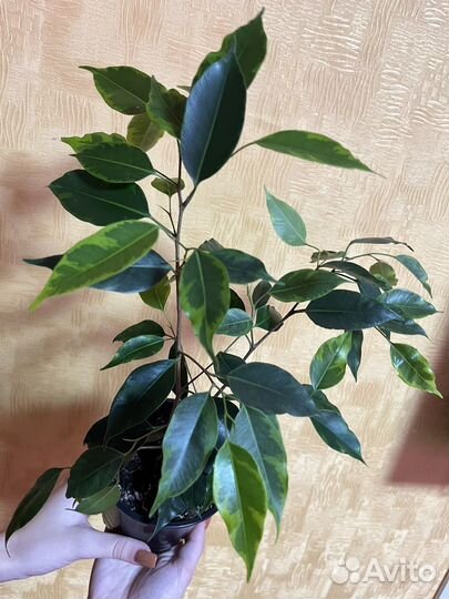 Фикус бенджамина