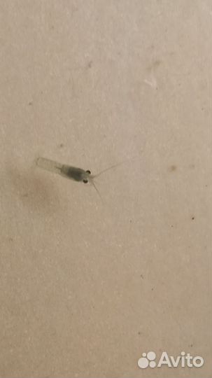 Малек австралийского рака (аккр) и семьи