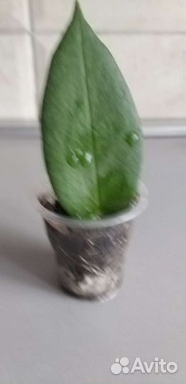 Хойи сортовые