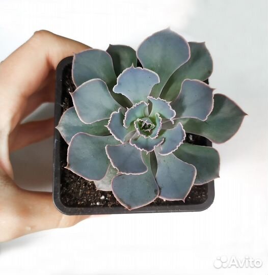 Суккуленты (разные)