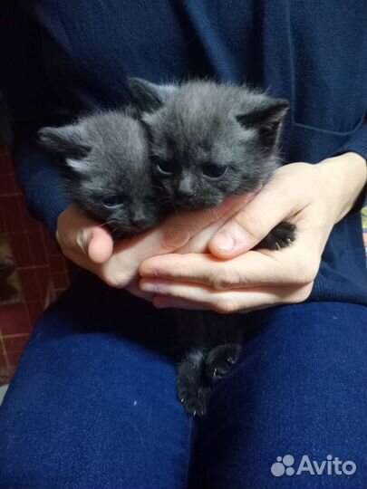 Шотландские котята