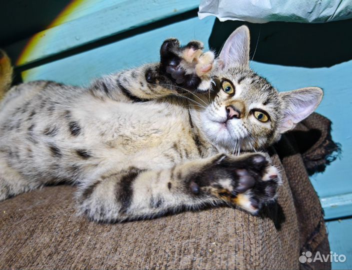 Девочка в добрые руки