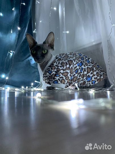 Одежда для животных