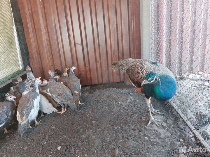Цыплята цесарки