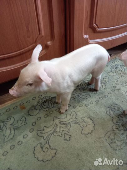 Продам поросят