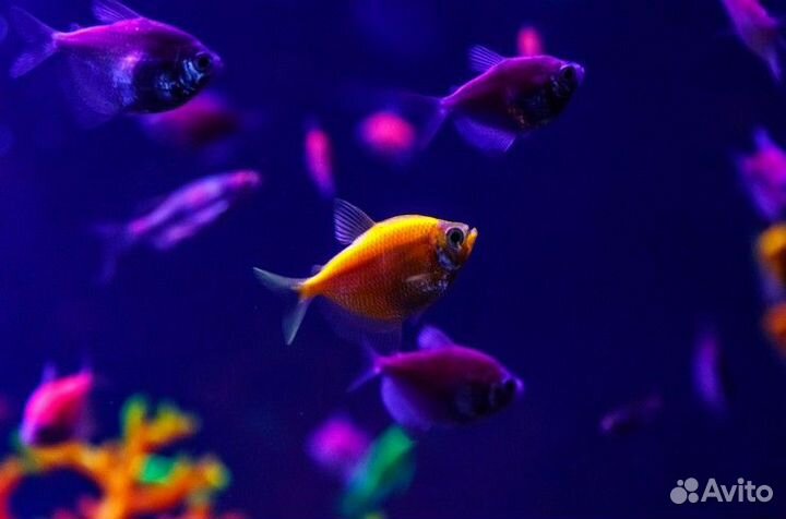 Тернеция glofish