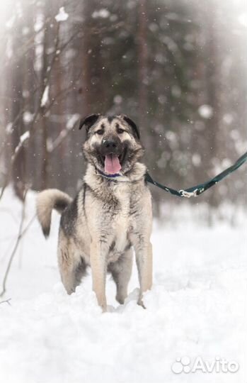 Метис кавказской овчарки