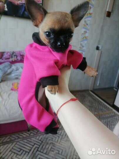 Маленькая собака чихуахуа мини