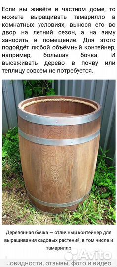 Тамарилло (цифомандра)