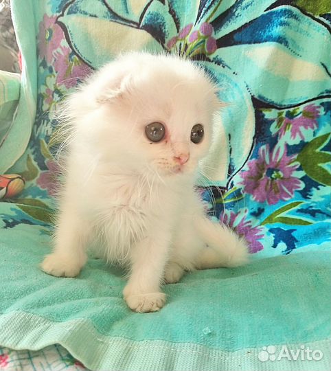 Шотландский вислоухий котик