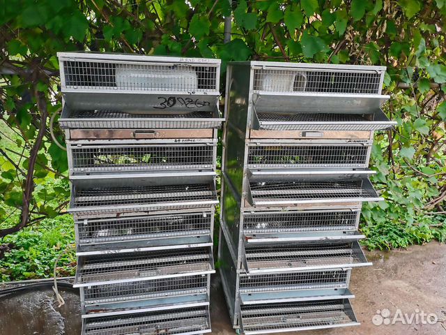 Клетка для перепелов бу