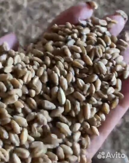 Пшеница 3,4 класс